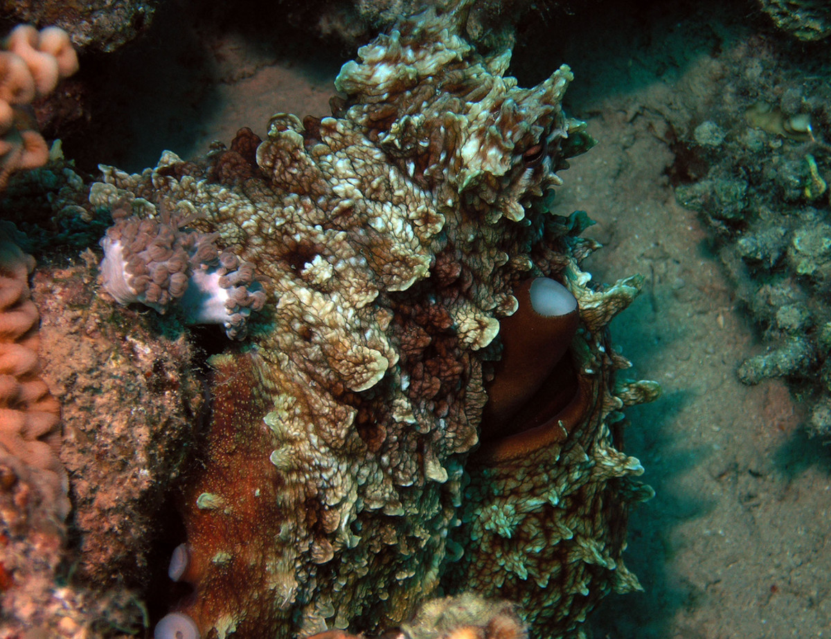 Getting Lost - A very good example of how an octopus changes color to blend in with its environment. www.redseaexplorer.com