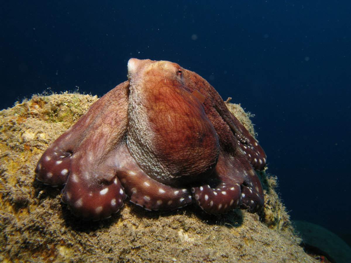 octopii