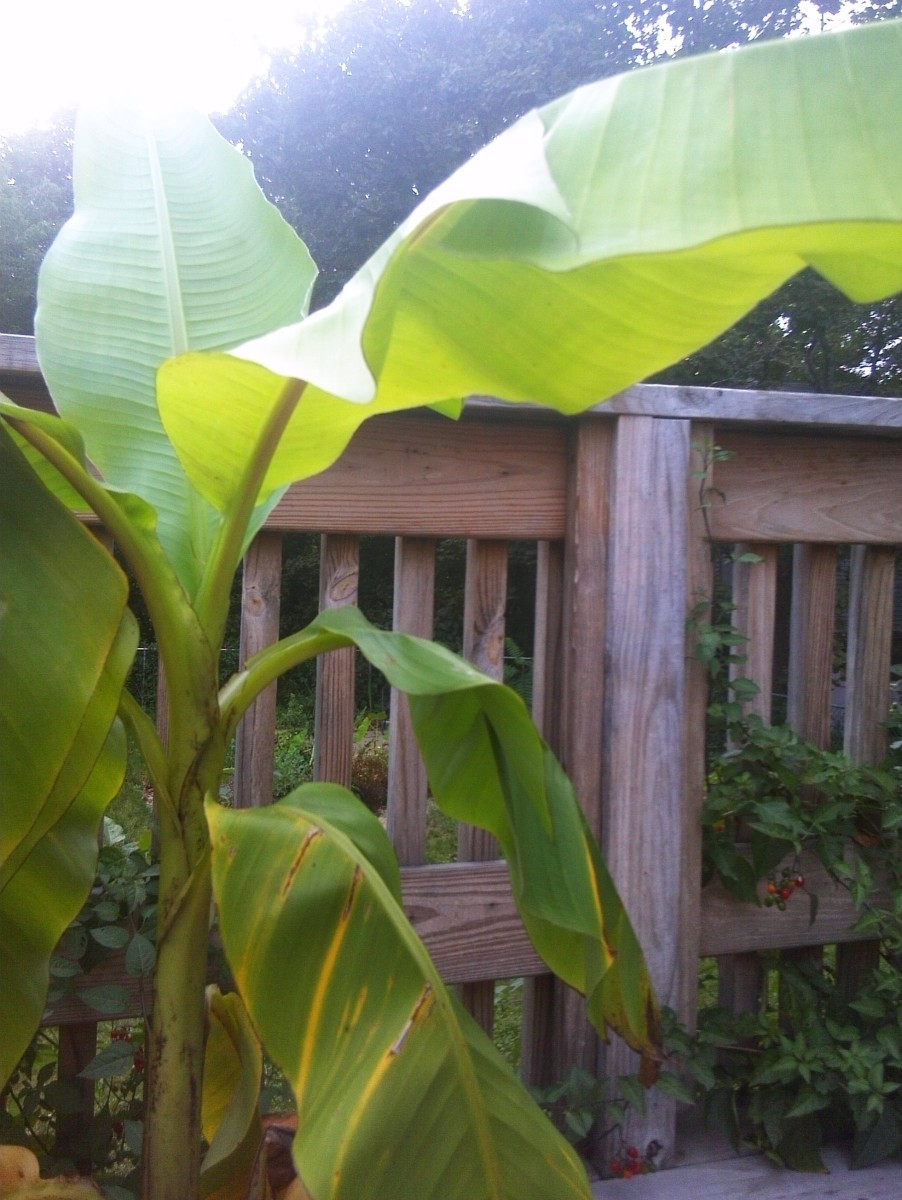 Musa Basjoo (Japanese Fiber Banana): I've heard this plant can survive a zone 5 winter with extensive protection. However I'm very attached to mine and don't want to risk it. I keep mine as a houseplant in a sunny window. Musa Basjoo (Japanese Fiber Banana): I've heard this plant can survive a zone 5 winter with extensive protection. However I'm very attached to mine and don't want to risk it. I keep mine as a houseplant in a sunny window.