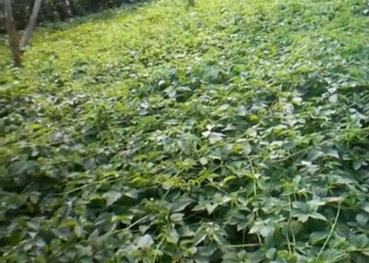 Jiagulan Grows In A Thick Lush Carpet of Beautiful Green Leaves
