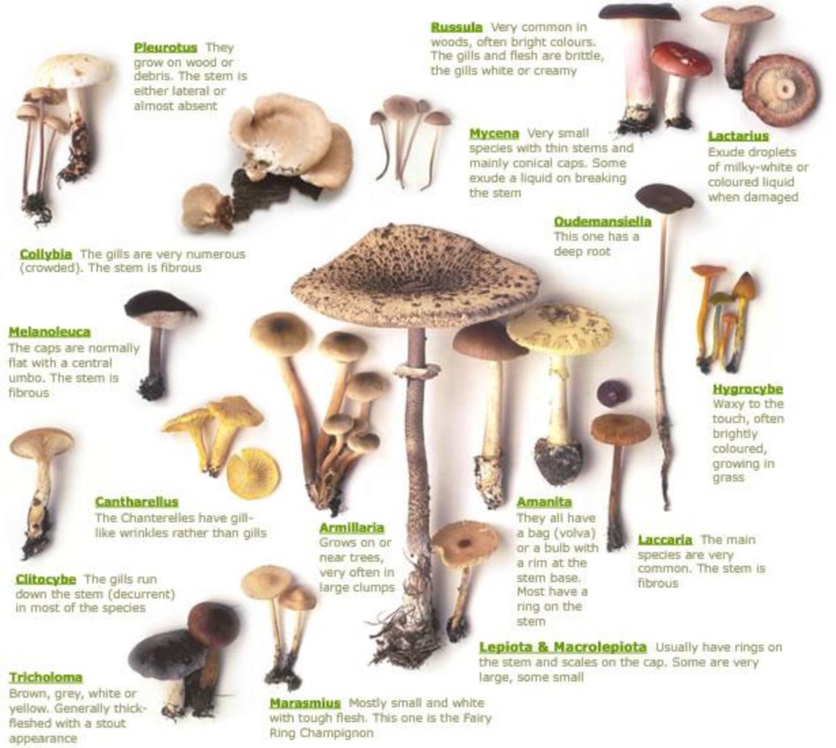 Types Of Poisonous Mushrooms With White Or Cream Spores: