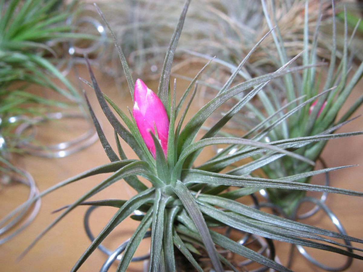 indoor-plants-for-the-holidays-bromeliads-and-tillandsias