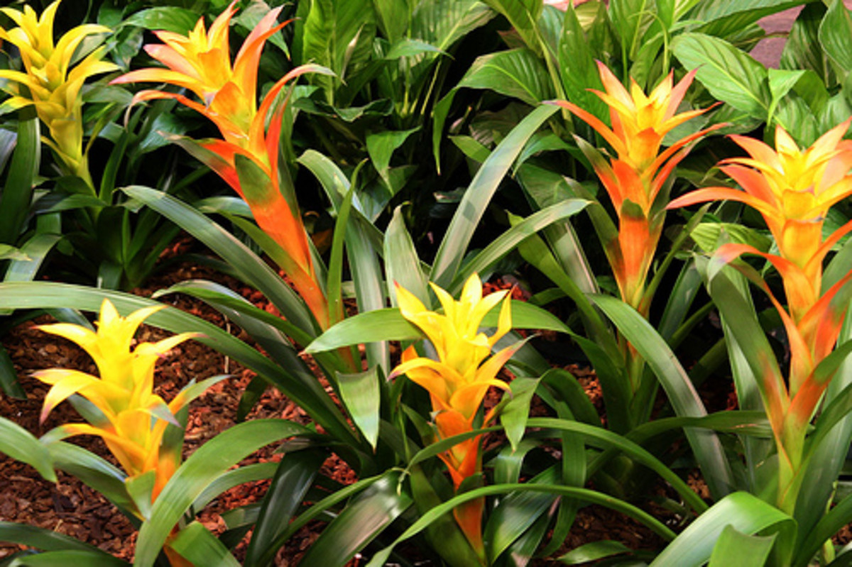 indoor-plants-for-the-holidays-bromeliads-and-tillandsias
