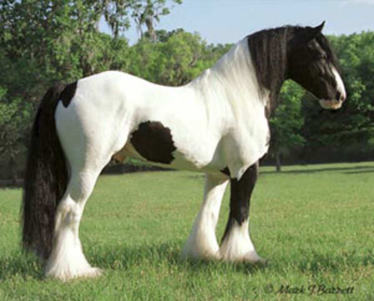 types-and-breeds-of-horse