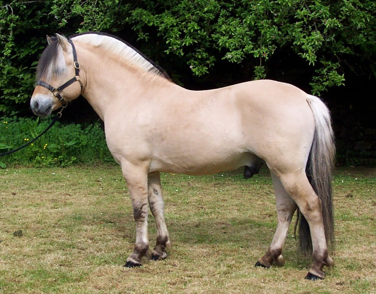 fjord horse