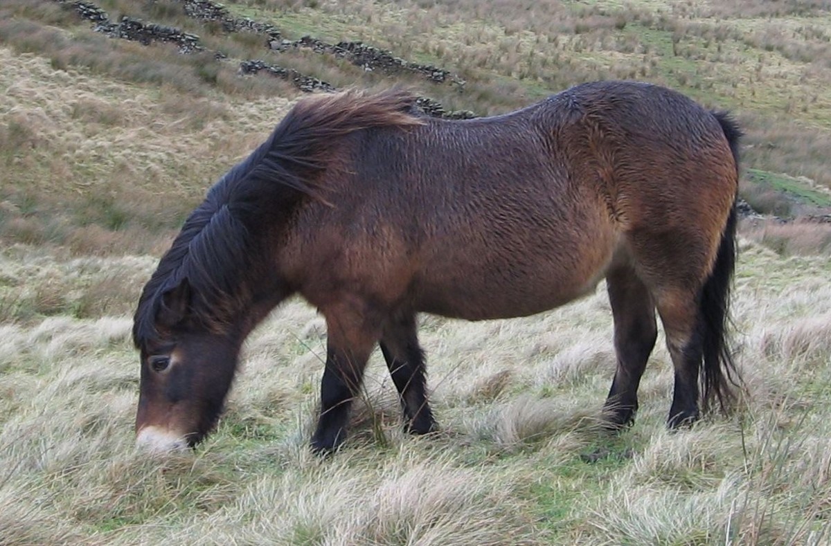 exmoor horse