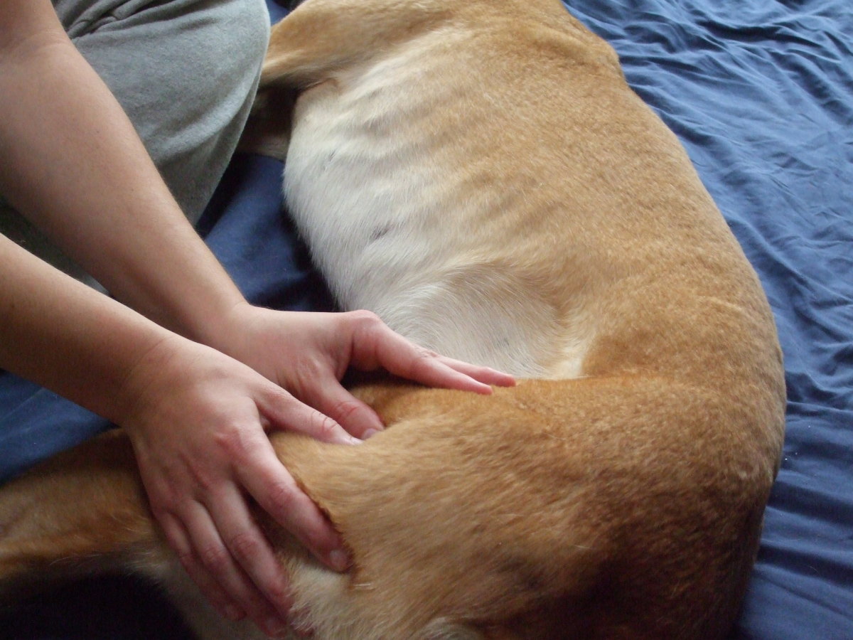 Massage of the dog's back thigh.