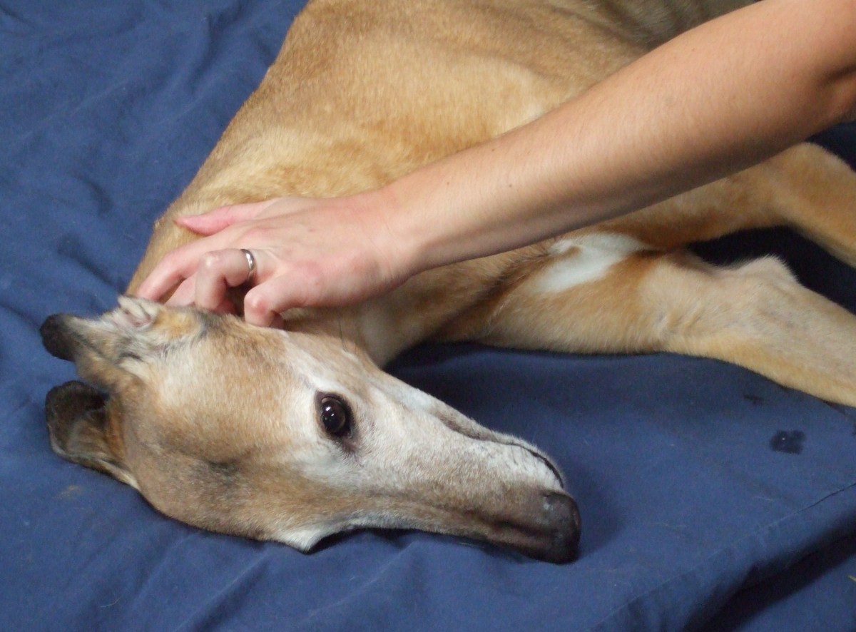 Red, the greyhound, having his neck massaged.
