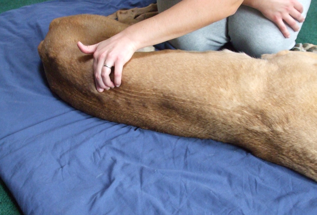 A variety of touches are used along the dog's back in canine therapeutic massage.