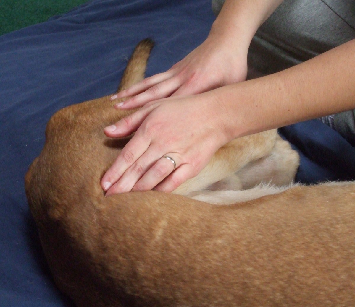 Massage begins at the greyhound's back leg.