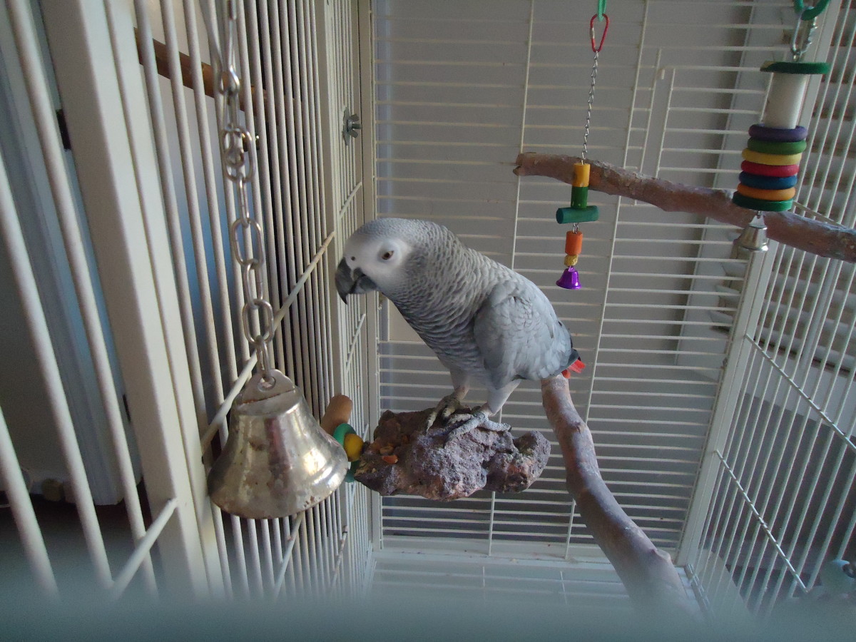 Why Birds Make Terrible Pets HubPages