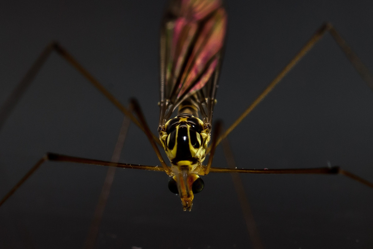 macrophotograpy-of-flying-insects
