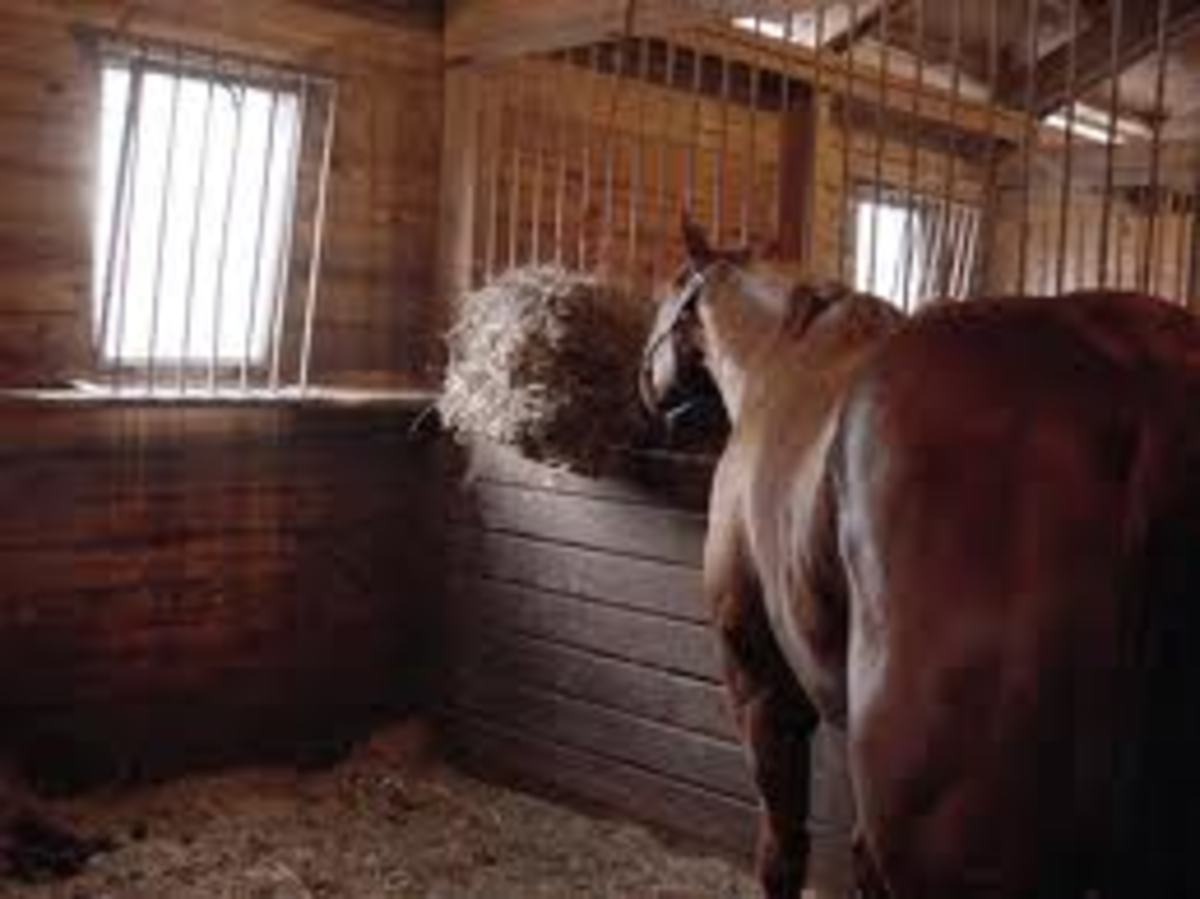 This is  a singe horse feeding on hay in a modern stable, we used to have in our stable up to a dozen large animals, like horses, mules, cows and donkeys, we would feed them in the manger. 