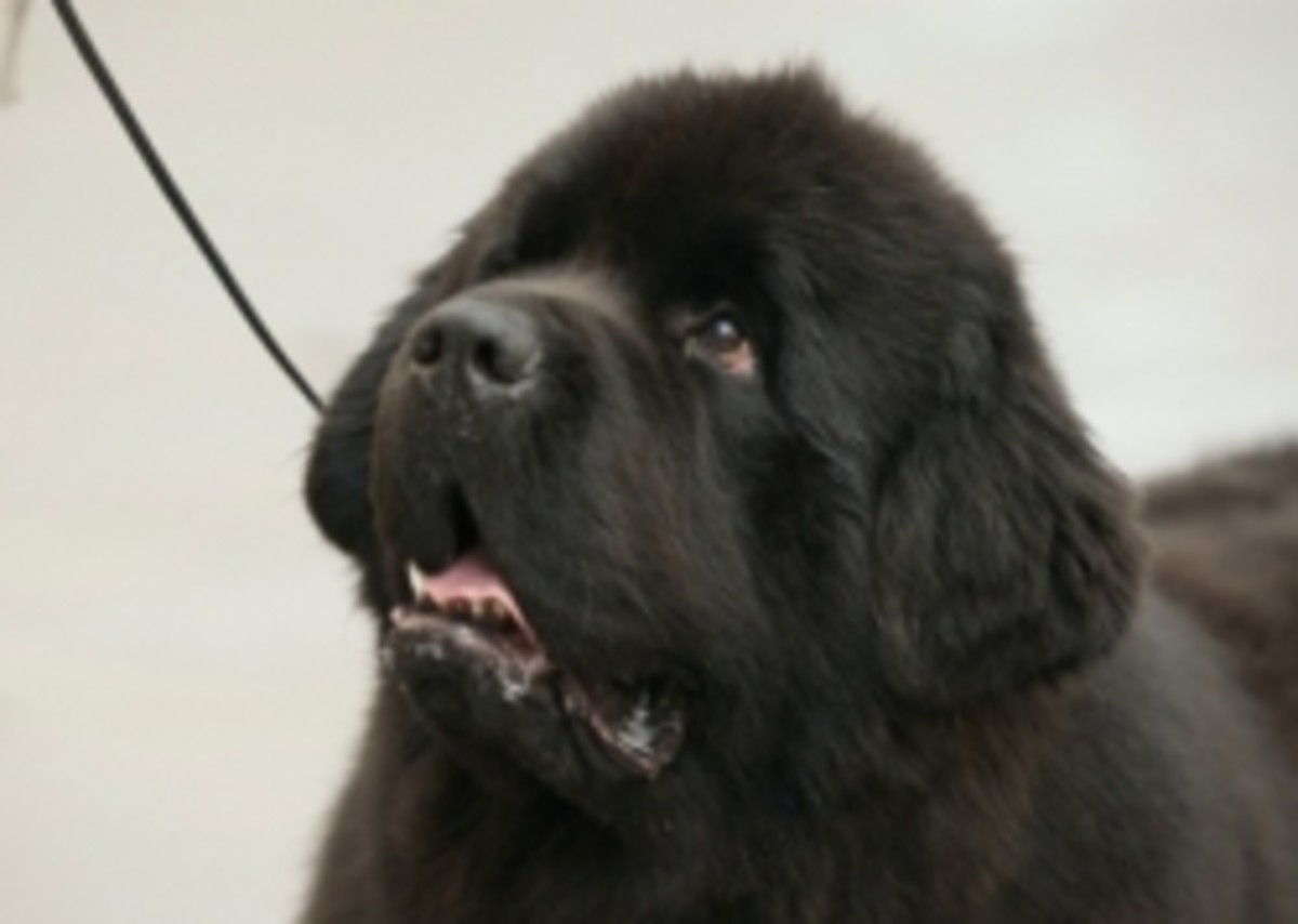 Movies that feature Newfoundland Dogs