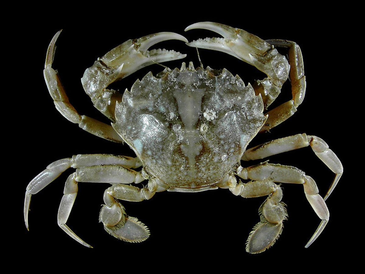 Crabs are a type of crustacean. Crustaceans are arthopods.