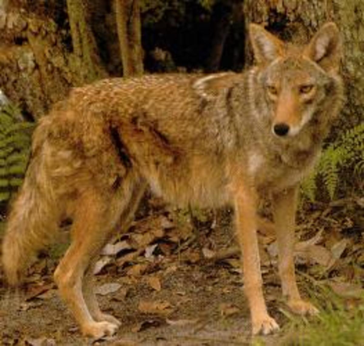 the-coyote-the-little-wolf-of-the-americas