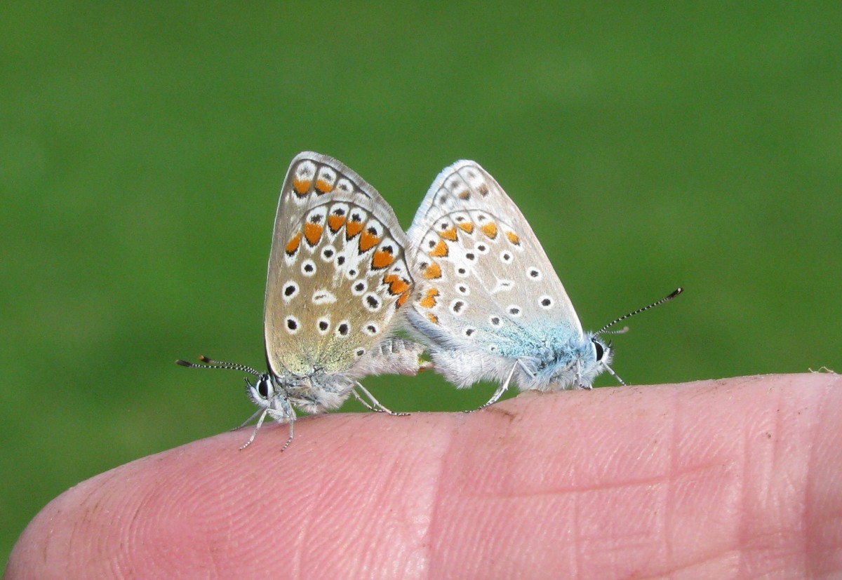 pair of butterflies