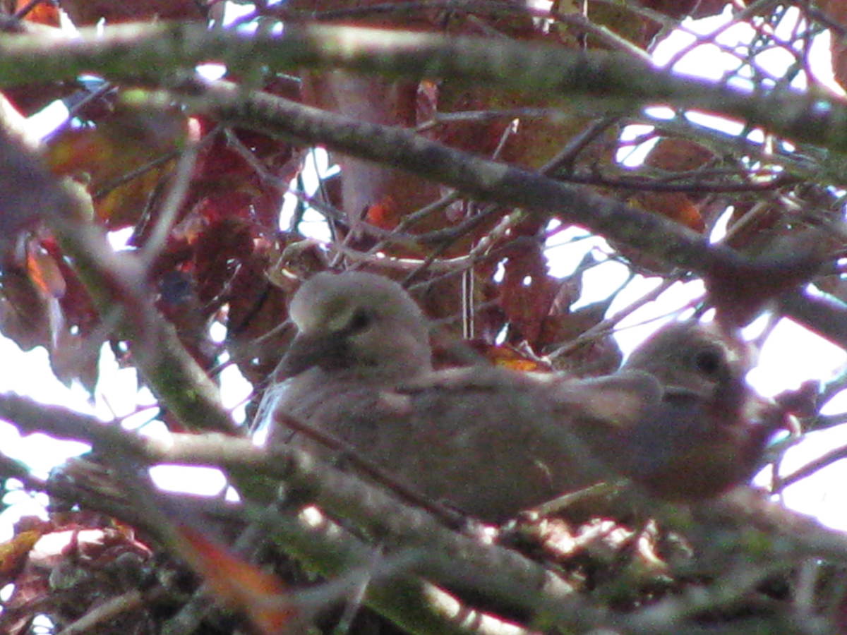 Partially grown babies on nest