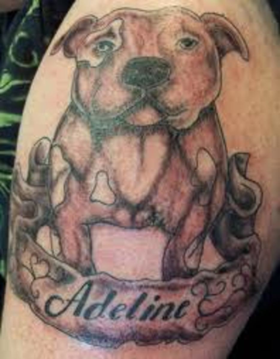 pit-bull-tattoos-and-meanings-pit-bull-tattoo-designs-and-ideas