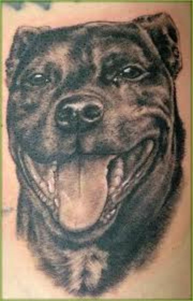 Pit Bull Tattoos And Meanings; Pit Bull Tattoo Designs And Ideas; Pit Bull Reputation And History