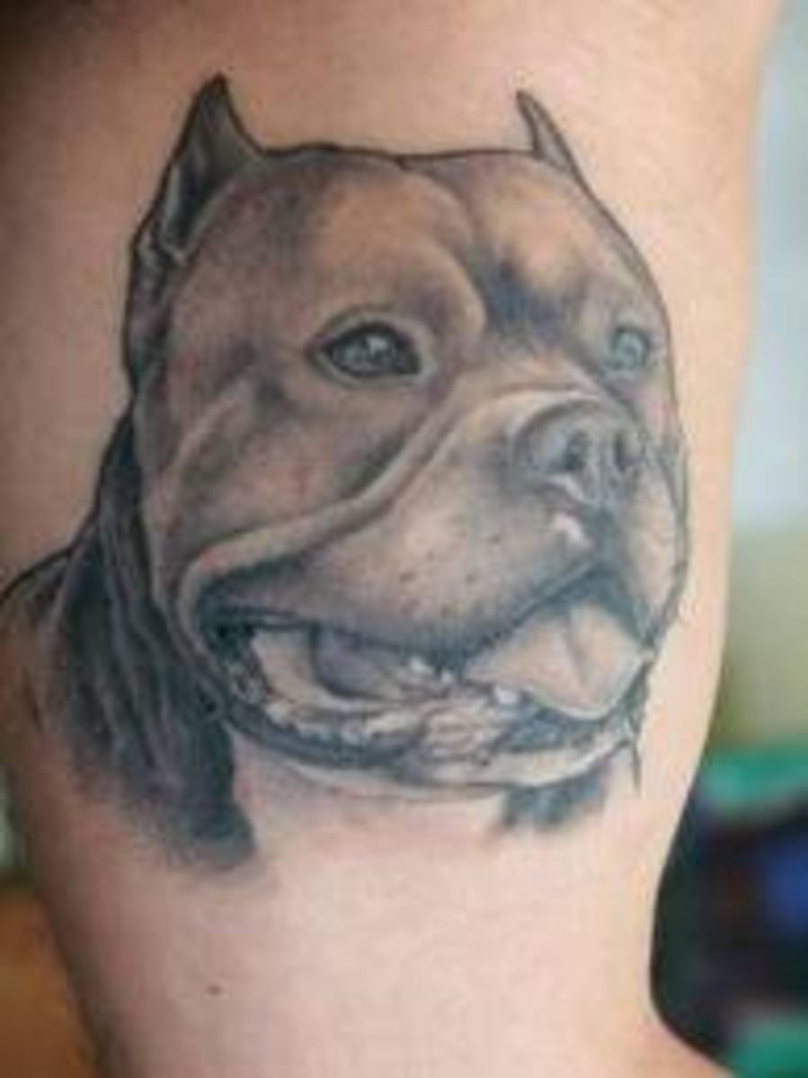 pit-bull-tattoos-and-meanings-pit-bull-tattoo-designs-and-ideas