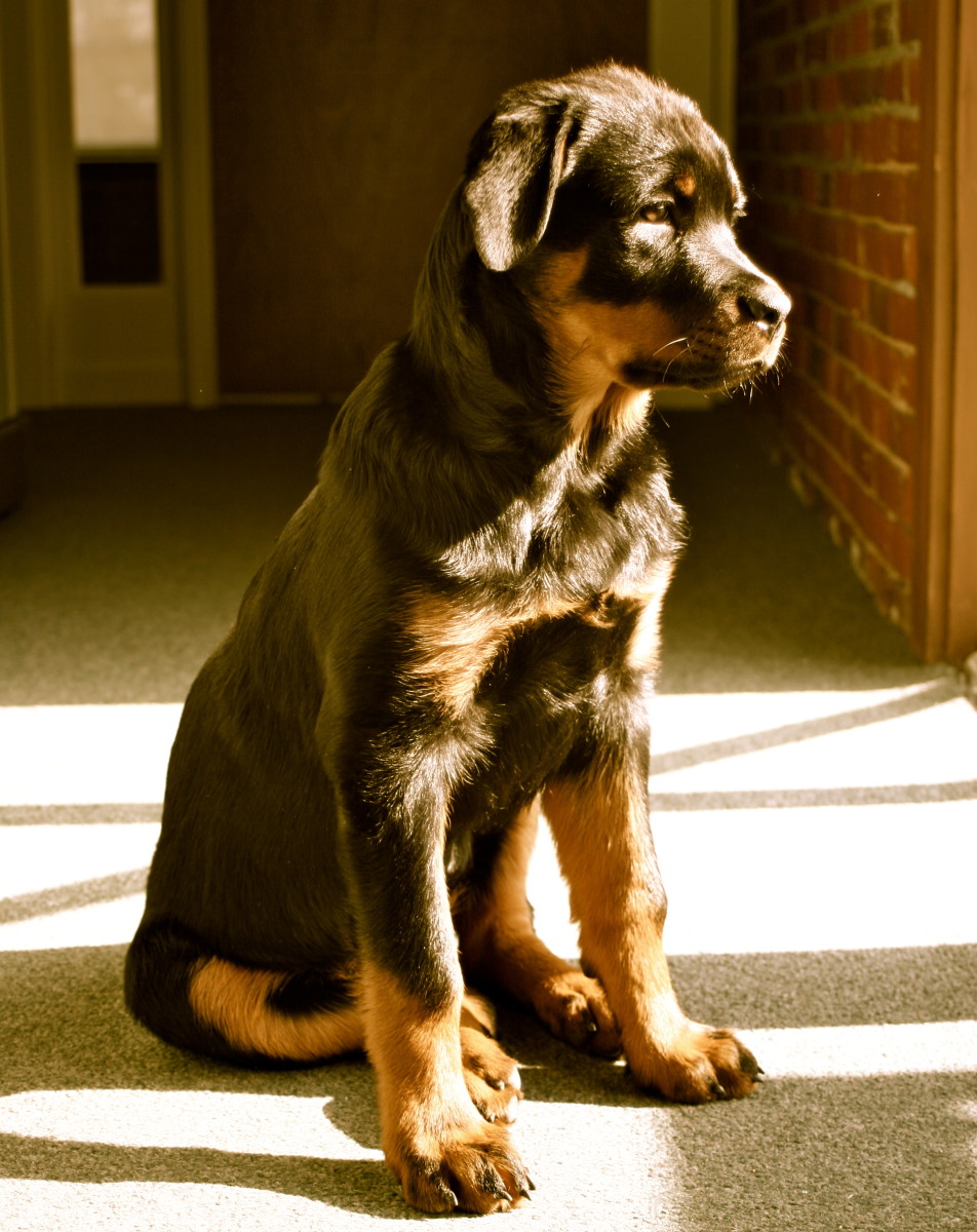 Rottweiler Puppy Rottweiler Puppy