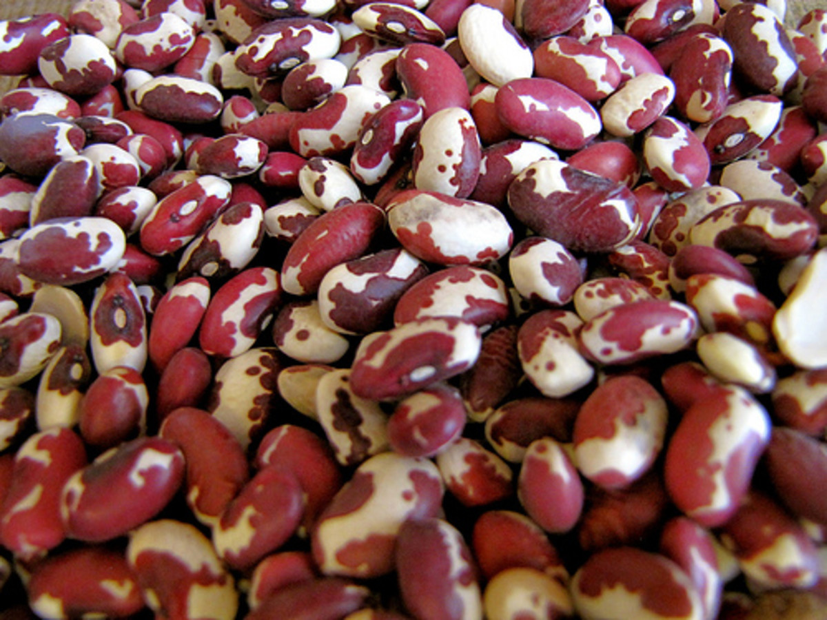 Some beans, like these Anasazi beans are harder to find in canned varieties.