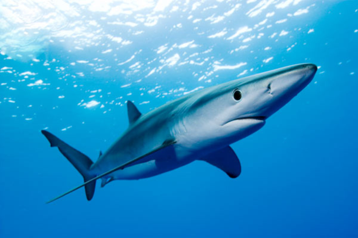 Facts About Blue Sharks