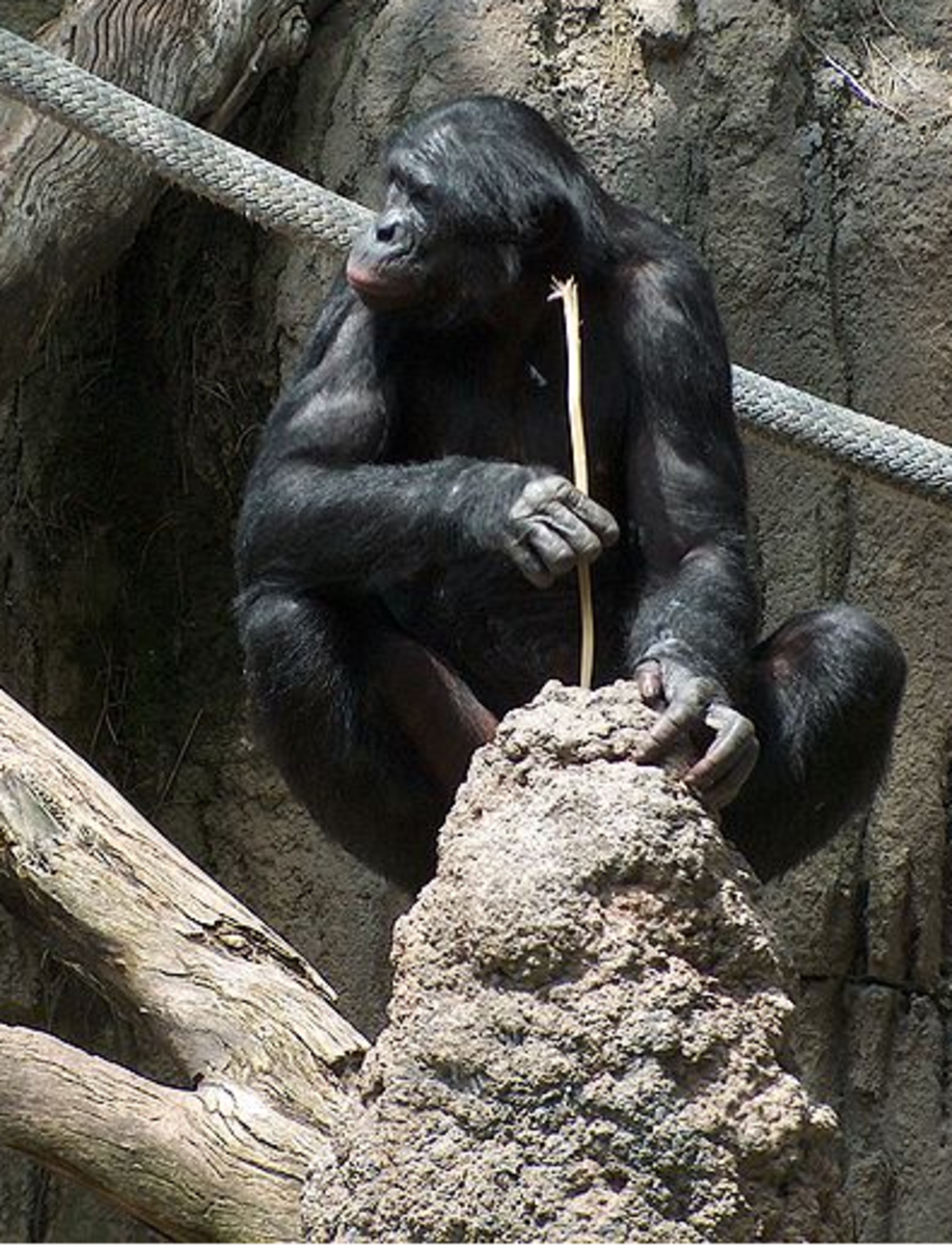 One of several photos Mike R. took of a San Diego Zoo bonobo using a stick to fish termites out of a nest. 