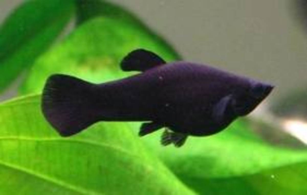 Introducing Black Mollies, Platys And Swordtails To The Freshwater Aquarium