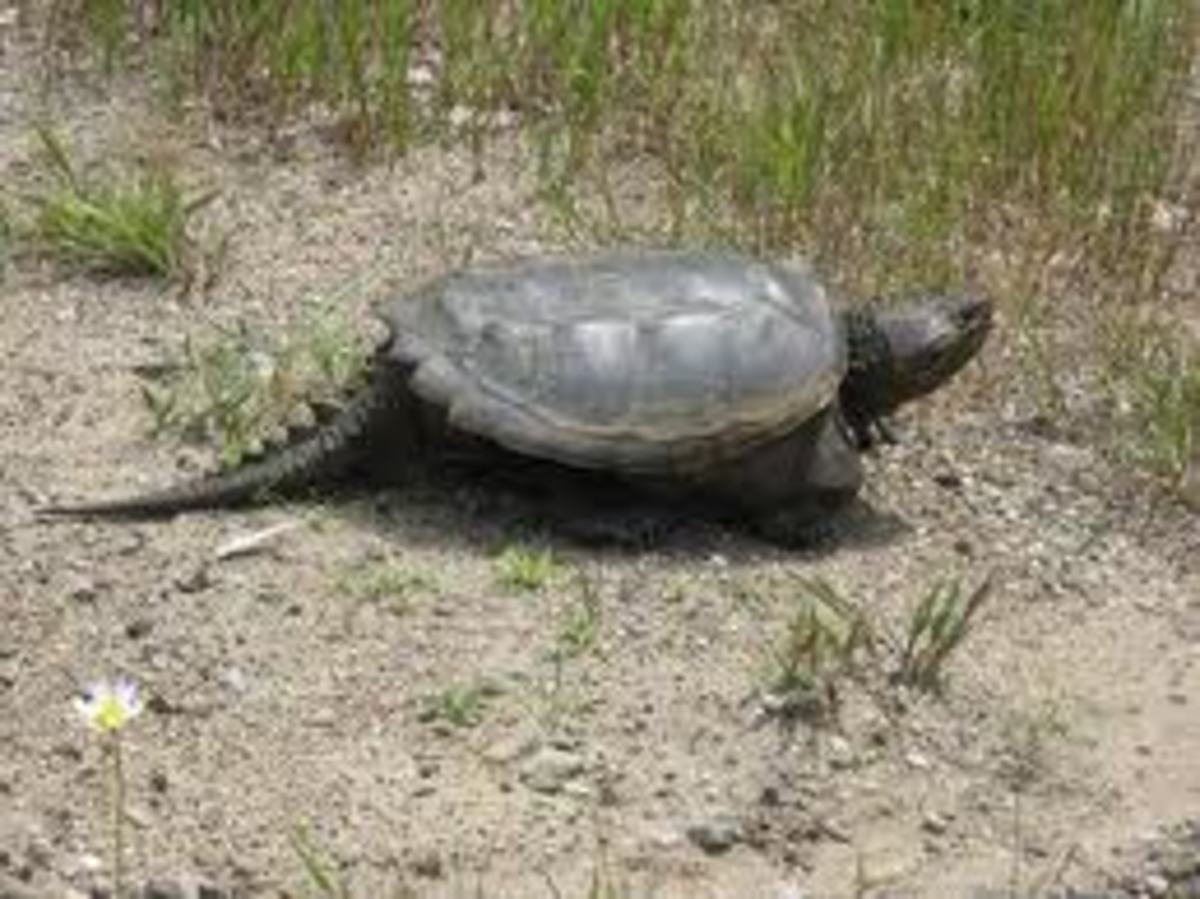 Turtles and You: Its More Than a Shell Thing - HubPages