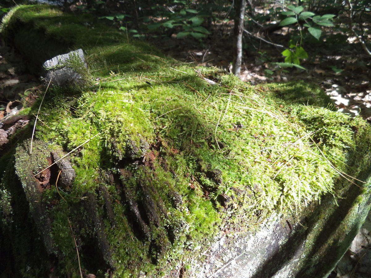 Your Fairies Would Be SHOCKED The Truth on Fairy Garden Moss