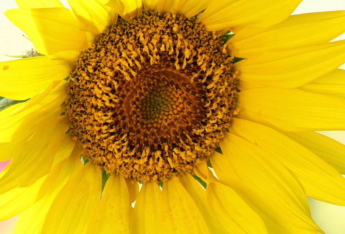 Close-up of Sunflower