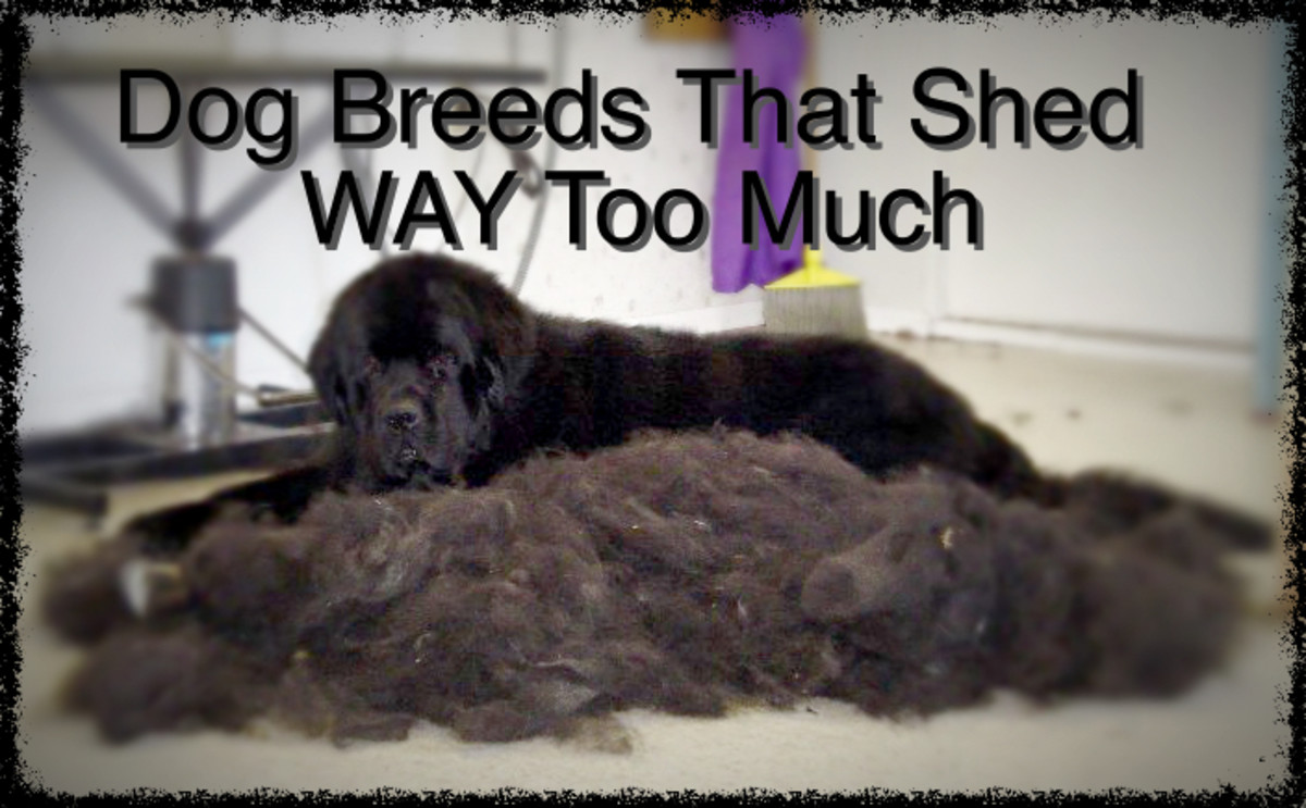 list-of-dogs-that-shed-the-most