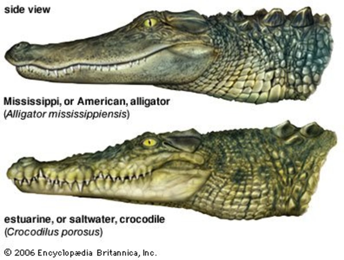 Interview with Alligator – Differences between Alligators and Crocodiles
