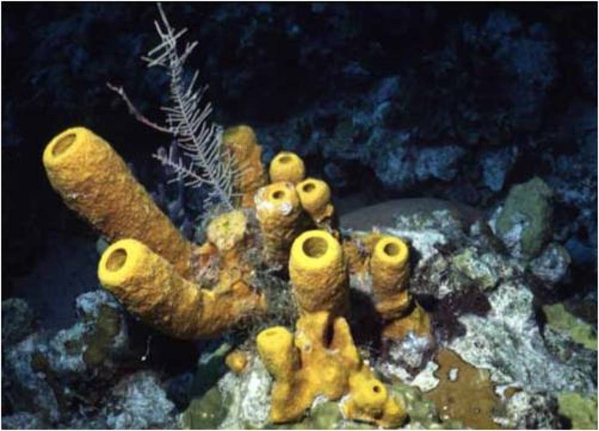 Yellow tube Sponge