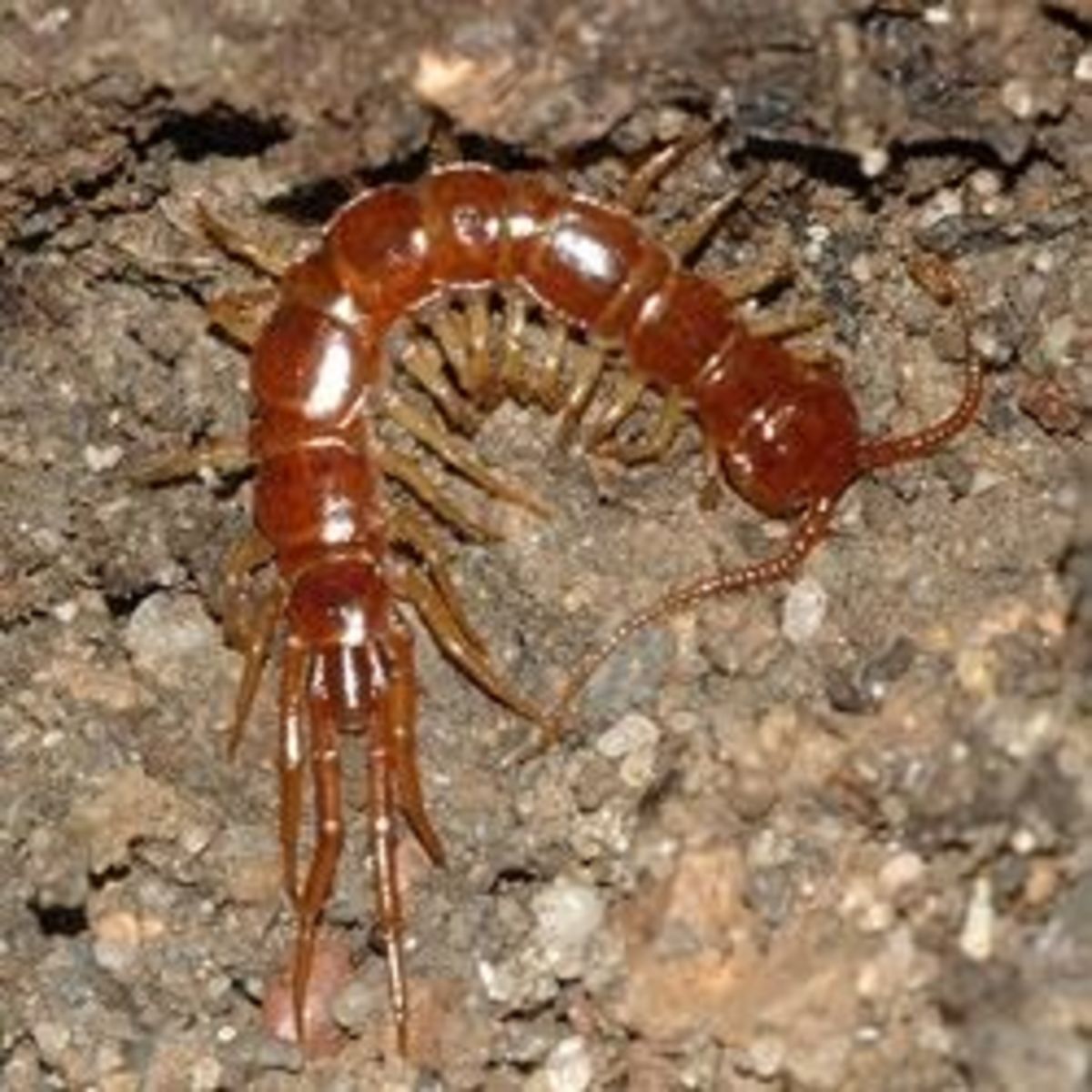 Centipedes – an ally in our battle against garden pests