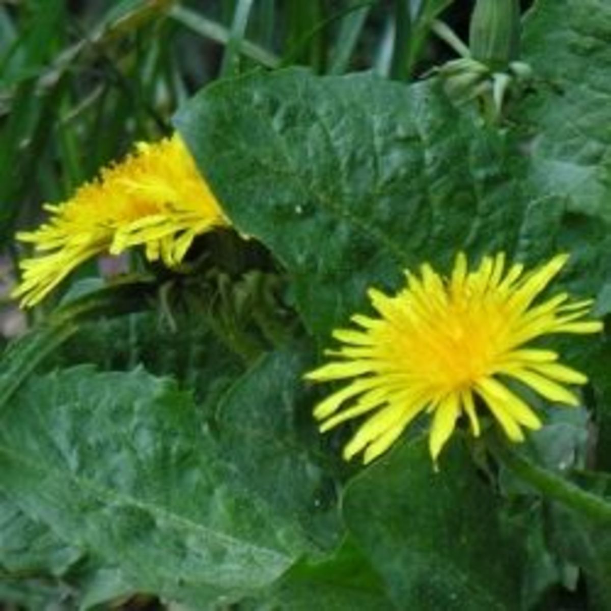 Homemade Weed Killers