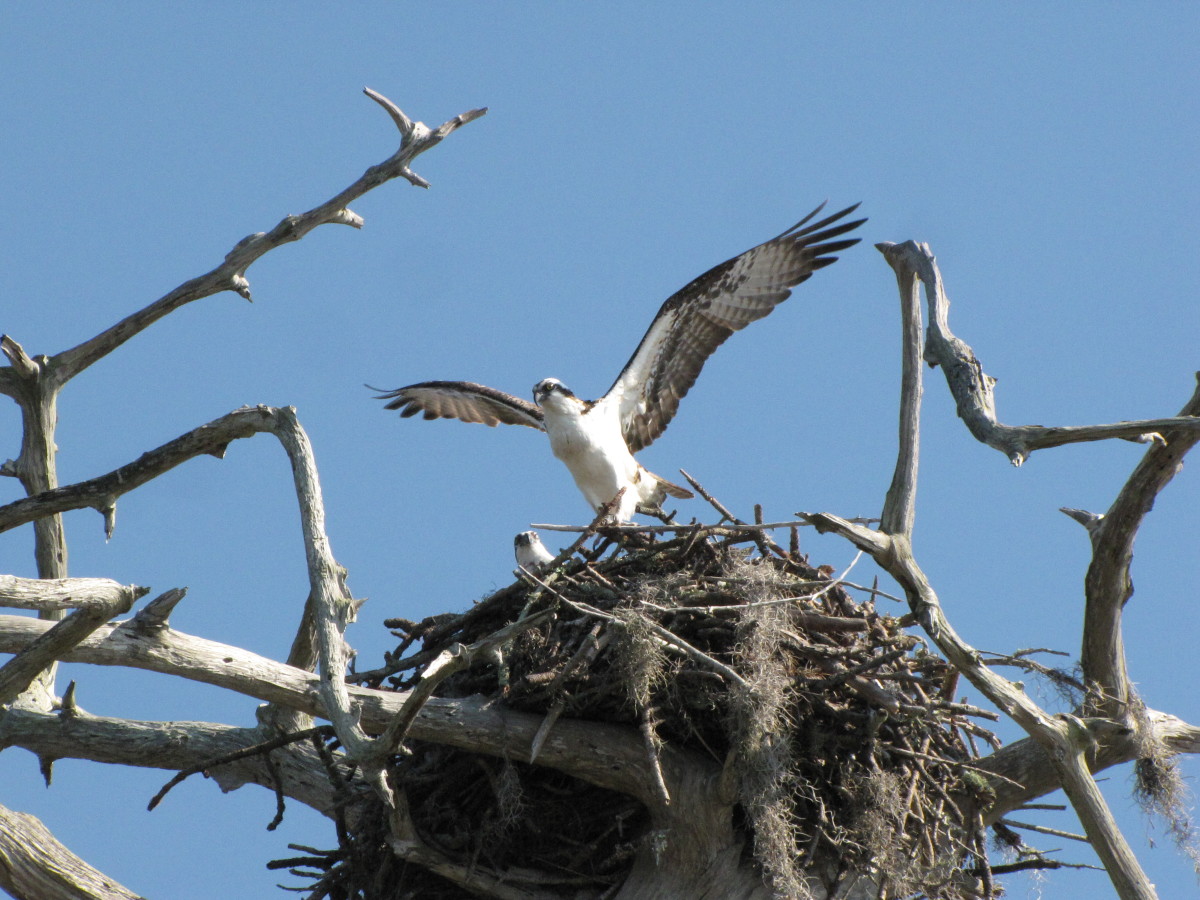 Osprey Nest, Honeymoon Island State Park