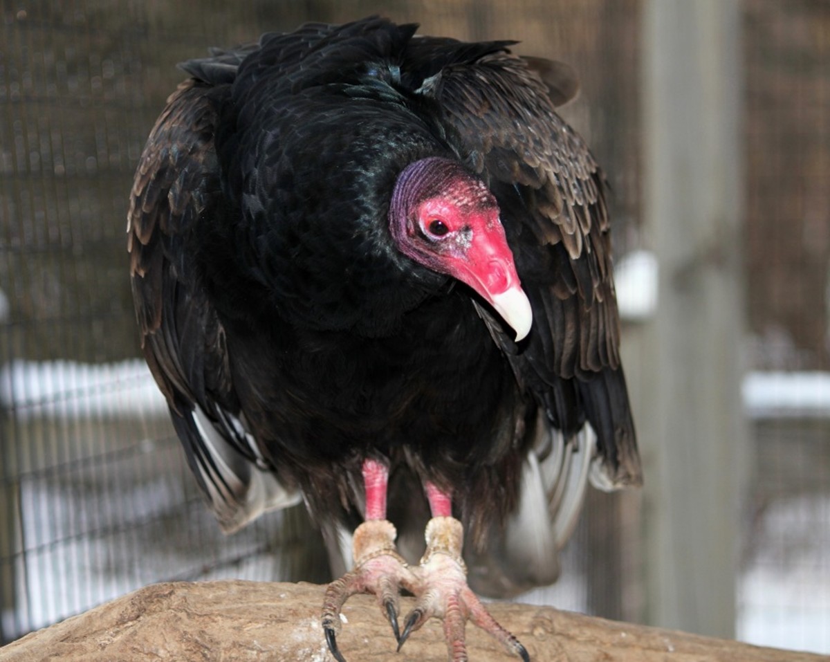 Igor, a turkey vulture
