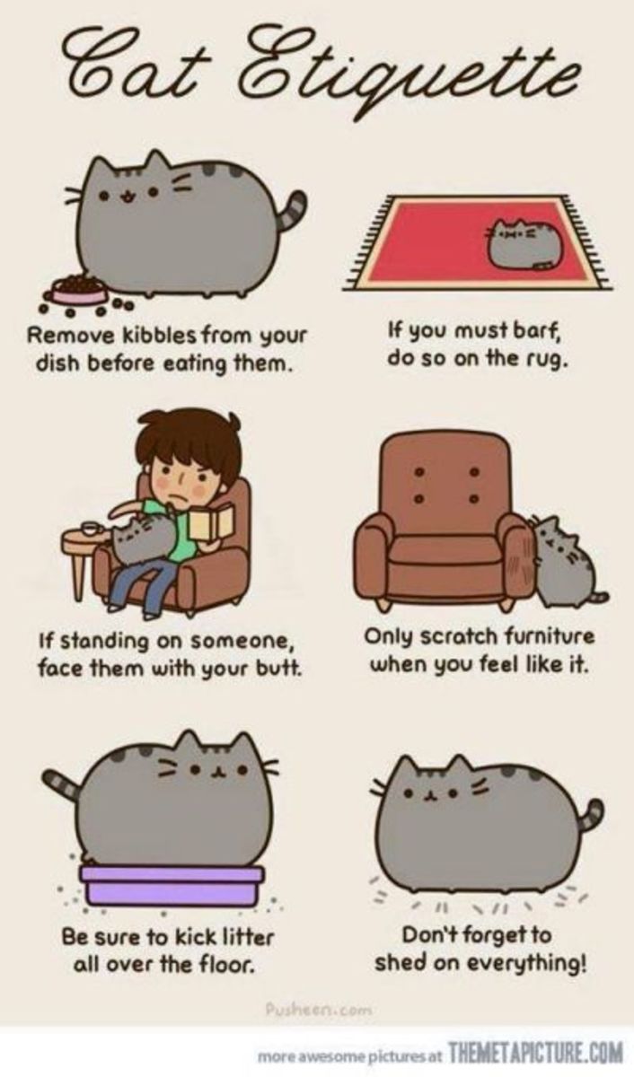 CATiquette