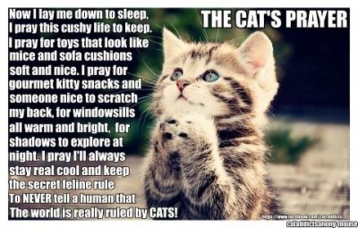 Cat's Prayer