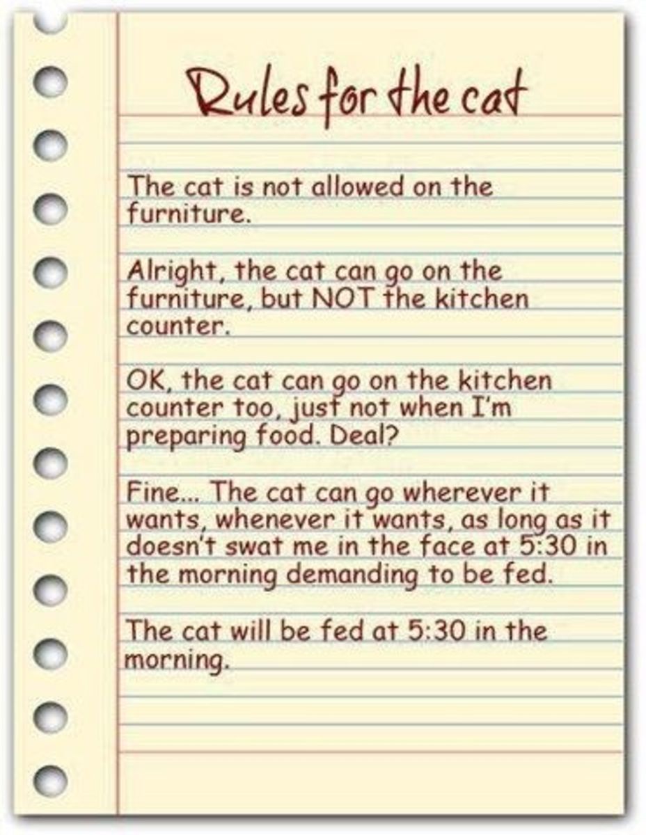 Rules for the cat