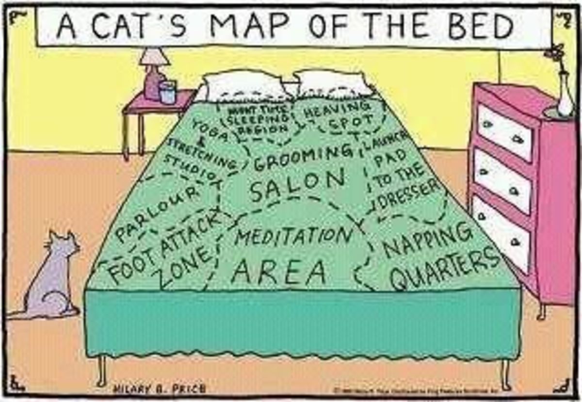 Bed Map