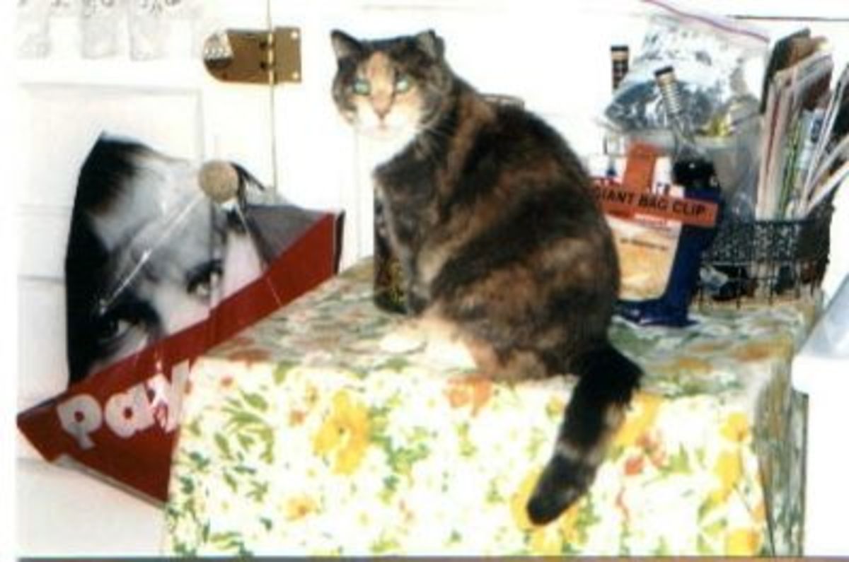 R.I.P. Tiffany July 5, 2002