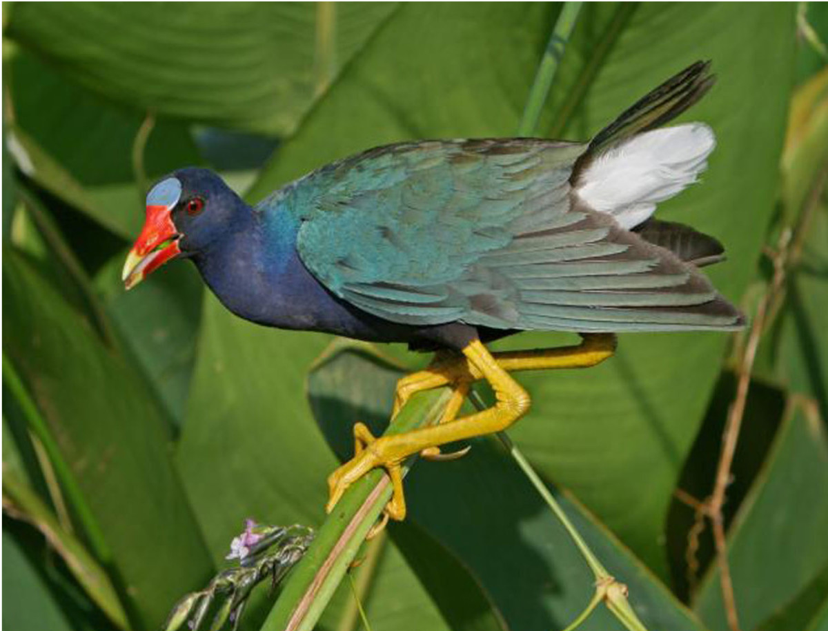 A Bird Watching Safari in Kenya - the African Purple Gallinule and the ...