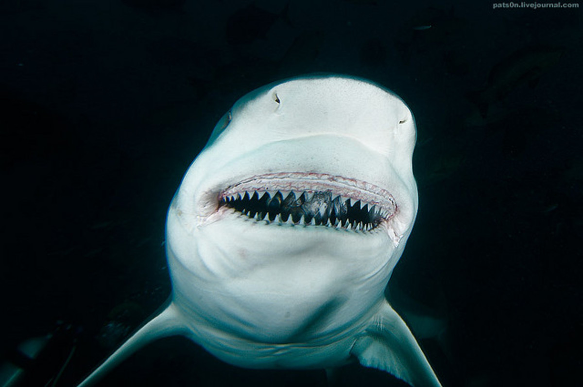 bull shark showing its teeth