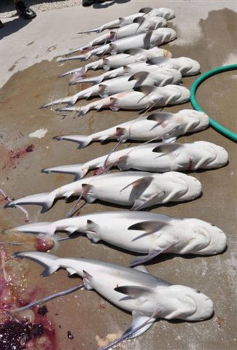 12 dead bull shark pups
