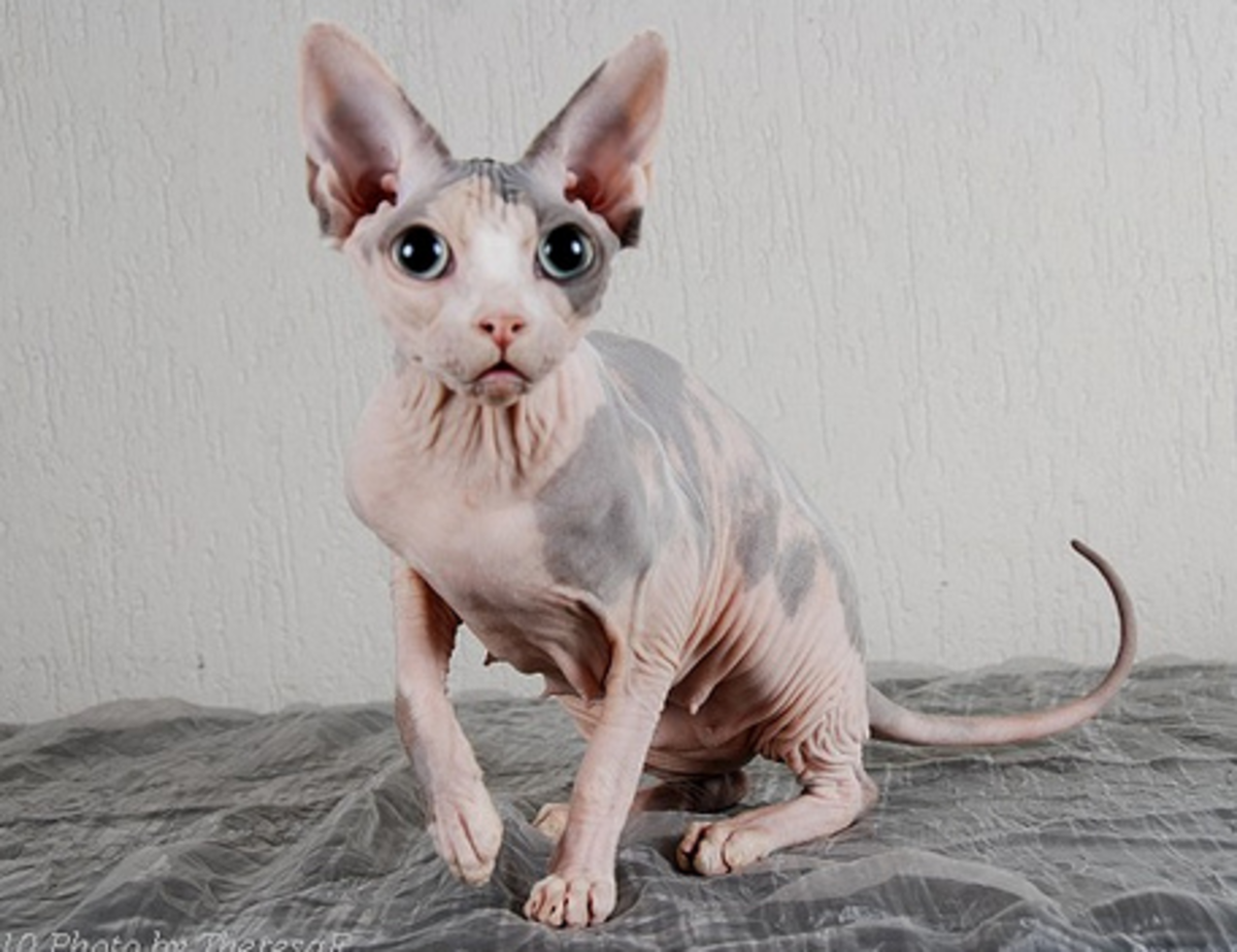 6 World s Weirdest Looking Cat Breeds HubPages