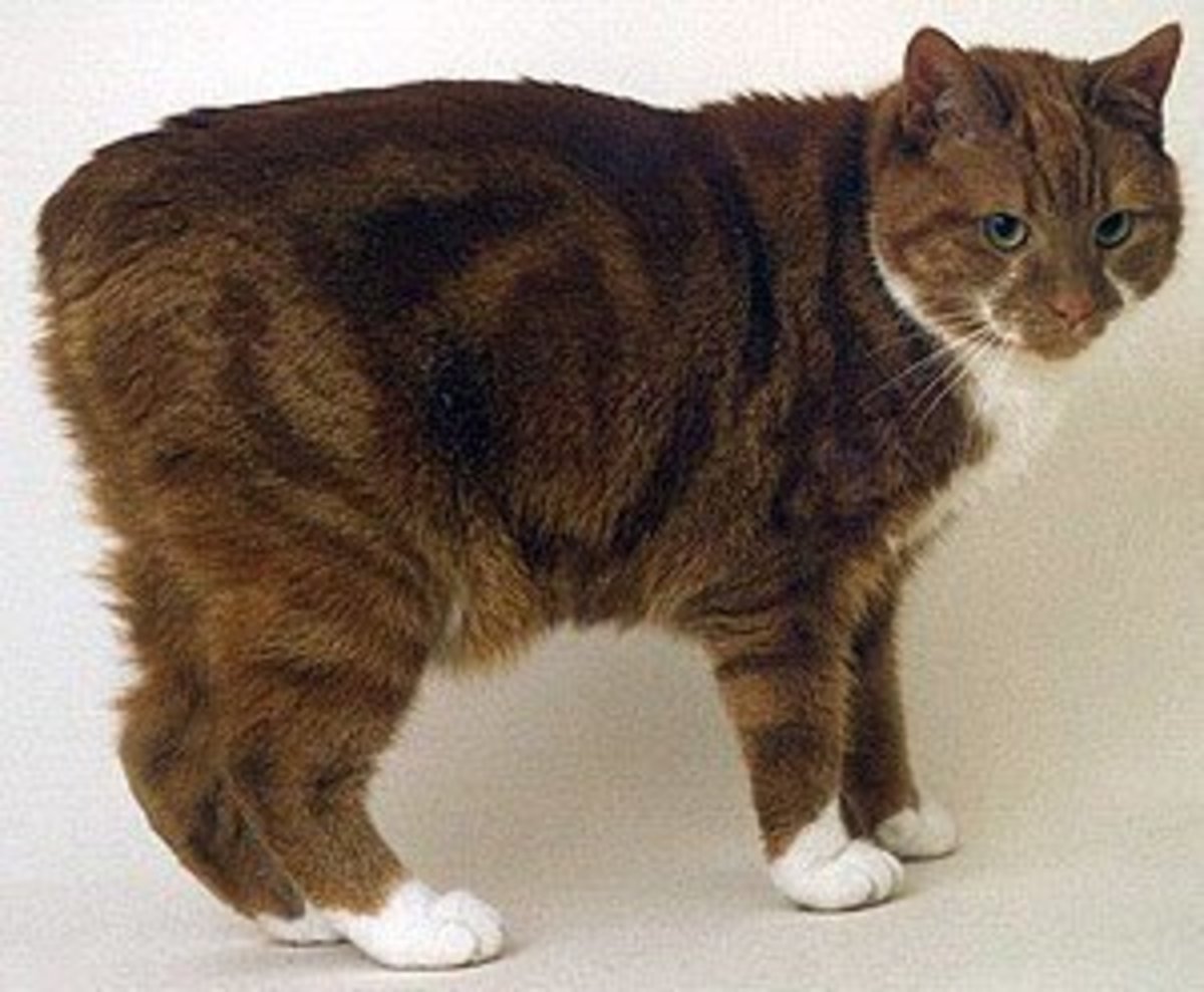 6 World's Weirdest Looking Cat Breeds HubPages